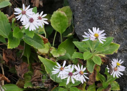 경상북도 울릉군 추산리에서 발견된 고유종인 '추산쑥부쟁이(Aster chusanensis)' 모습. 사진 국립생물자원관